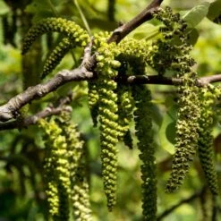 Walnut Tree | Juglans Regia 9 Walnut Tree | Juglans Regia -Green Plant Shop FRU0410 3