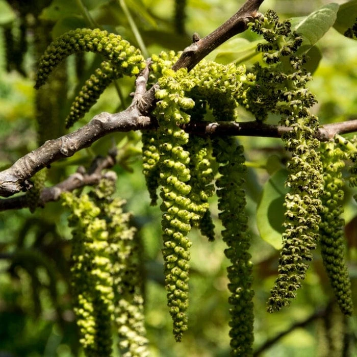 Walnut Tree | Juglans Regia 5 Walnut Tree | Juglans Regia - Image 3
