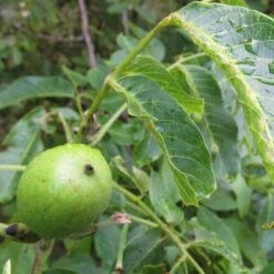 Walnut Tree | Juglans Regia 10 Walnut Tree | Juglans Regia -Green Plant Shop FRU0410 4