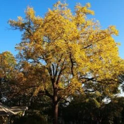 'Buccaneer' Walnut Tree 9 'Buccaneer' Walnut Tree -Green Plant Shop FRU0413 4