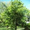 'Lara' Walnut Tree -Green Plant Shop FRU0414 1