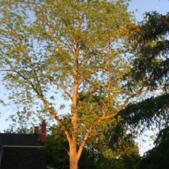 'Lara' Walnut Tree -Green Plant Shop FRU0414 4