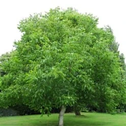 'Europa' Walnut Tree -Green Plant Shop FRU0416 4