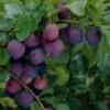 'Guinevere' Plum Tree -Green Plant Shop FRU0435 1