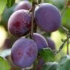 'Rivers Early Prolific' Plum Tree 2 'Rivers Early Prolific' Plum Tree -Green Plant Shop FRU0437 1