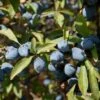 'Southampton Selection' Sloe Tree -Green Plant Shop FRU0441 2 2bd84aa8 0f5a 432b 8da0 598c6ffa4278
