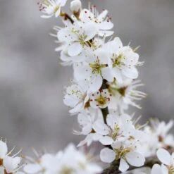 'Southampton Selection' Sloe Tree -Green Plant Shop FRU0441 3 2457e5ec c895 4c69 8f4b f2f32ae67a0e