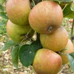 'Ashmeads Kernel' Apple Tree -Green Plant Shop FRU0448 2
