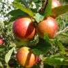 'Ellisons Orange' Apple Tree -Green Plant Shop FRU0452 1