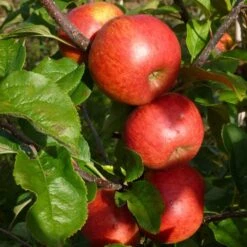 'Pixie' Apple Tree -Green Plant Shop FRU0459 5