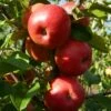 'Pixie' Apple Tree -Green Plant Shop FRU0459 6