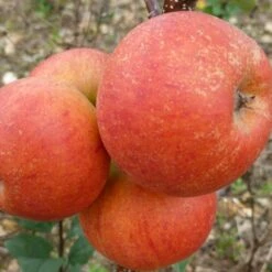 Best Apple Trees For Any Purpose | Growers' Choice -Green Plant Shop FRU0464 2 d9e595f1 5a69 4549 b473 0d8d153e319d