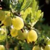 Hinnonmaki Yellow' Gooseberry Bush 2 Hinnonmaki Yellow' Gooseberry Bush -Green Plant Shop FRU0474 1