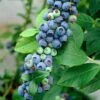 'Earliblue' Blueberry Bush -Green Plant Shop FRU0483 1