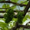 'Orion' Grape Vine -Green Plant Shop FRU0490 1