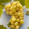 'Muscat Of Alexandria' Grape Vine -Green Plant Shop FRU0492 1