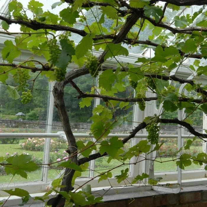 'Muscat Of Alexandria' Grape Vine 4 'Muscat Of Alexandria' Grape Vine - Image 2