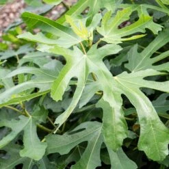 'Little Miss Figgy' Patio Fig Tree -Green Plant Shop FRU0502 2