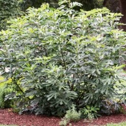 'Little Miss Figgy' Patio Fig Tree -Green Plant Shop FRU0502 3