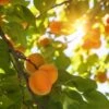 'Alfred' Apricot Tree -Green Plant Shop FRU0514 1
