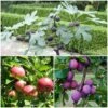 3 Super Easy To Grow Fruit Trees | Apple, Fig & Plum -Green Plant Shop FRUCOL10 1