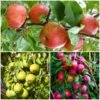 The 3 Top Performing Fruit Trees To Grow In The UK | Apple, Pear & Plum -Green Plant Shop FRUCOL11 1