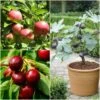 The 3 Best Fruit Trees For Small Gardens | Apple, Cherry & Fig -Green Plant Shop FRUCOL12newmain