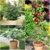 The 3 Best Fruits To Grow In Pots | Nectarine, Fig & Blueberry -Green Plant Shop FRUCOL13 newmain1