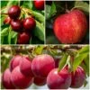 Mini Orchard Collection | Apple, Cherry & Plum -Green Plant Shop FRUCOL2 1