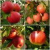Endless Apples Collection | Scrumptious, Braeburn Hillwell, James Grieve & Red Windsor -Green Plant Shop FRUCOL3 1