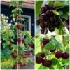 Cross-Pollinating Cherry Collection | Kordia, Merchant & Regina 1 Cross-Pollinating Cherry Collection | Kordia, Merchant & Regina -Green Plant Shop FRUCOL4 1