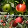 Cross-Pollinating Apple Collection | Bramley, Gala & Discovery -Green Plant Shop FRUCOL5 1