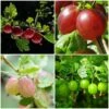 Complete Gooseberry Collection | Red, White & Green -Green Plant Shop FRUCOL6 1