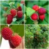Award Winning Raspberry Canes | Growers' Choice -Green Plant Shop FRUCOL7 1