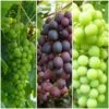 Full Season Grape Vines Collection -Green Plant Shop FullSeasonGrapes ba003ba1 628c 46a1 8168 b6e690c30510
