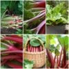 Full Season Rhubarb Collection -Green Plant Shop FullSeasonRhubarb e9b1ded6 987b 48b1 a38e f4cd44653105