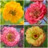 Geums Are Forever Collection 2 Geums Are Forever Collection -Green Plant Shop Geum collage a82ec2d7 b9d4 4495 ad64 2b52433ec195