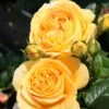 'Global Beauty (Candlelight)' Hybrid Tea Rose -Green Plant Shop Global Beauty 1
