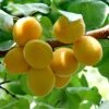 Golden Glow Apricot Tree -Green Plant Shop GoldenGlow 1