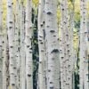 Himalayan Birch Tree | Betula Utilis Jacquemontii -Green Plant Shop Himalayanbirch