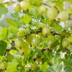 Complete Gooseberry Collection | Red, White & Green -Green Plant Shop Hinnonmaki green 6a0d7949 9e61 4ece b6f0 99bde4faad18