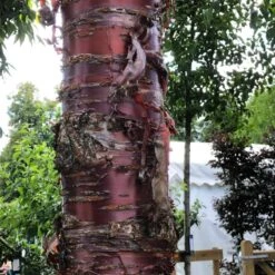 Single Stem Tibetan Cherry Tree | Prunus Serrula -Green Plant Shop IMG 2542 1