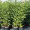 Golden Bamboo | Phyllostachys Aurea -Green Plant Shop IMG 3180 goldenbamboo