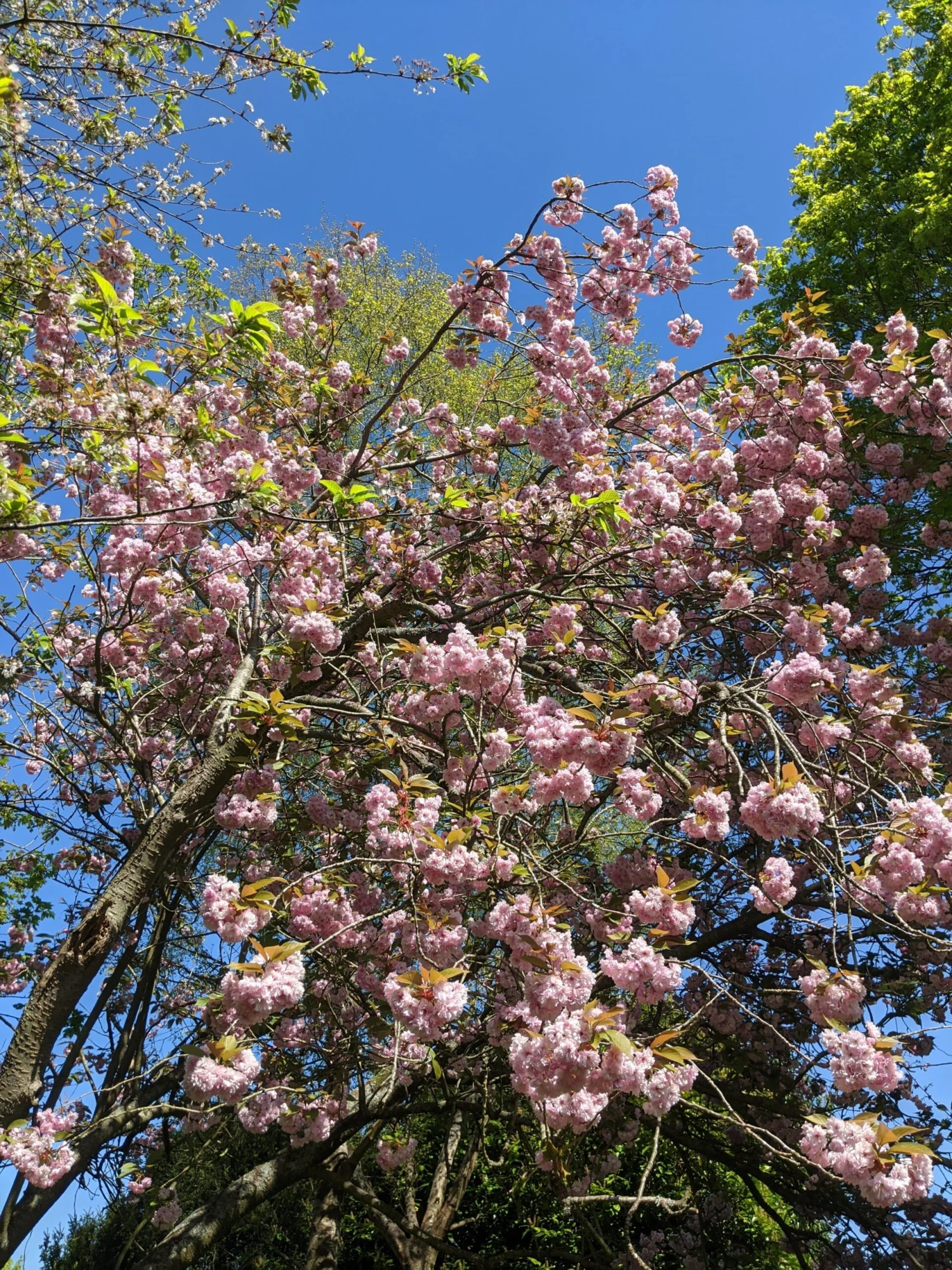 Pink Winter Flowering Cherry Tree | Prunus X Subhirtella 'Autumnalis Rosea' 4 Pink Winter Flowering Cherry Tree | Prunus X Subhirtella 'Autumnalis Rosea' - Image 2