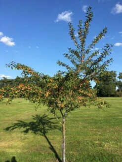 Mirabelle De Nancy Plum Tree -Green Plant Shop IMG 4716