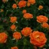 'Irish Eyes' Floribunda Rose -Green Plant Shop Irish Eyes Dicwitness 88c55db3 6adc 49df ba6a c821f498dd60