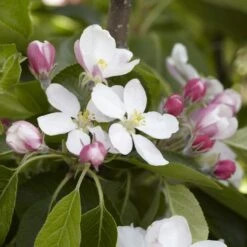 James Grieve Apple Tree | Dwarf Rootstock -Green Plant Shop JamesGrieveappleblossom