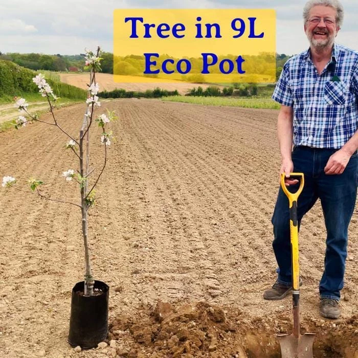 Wellington Mulberry Tree 8 Wellington Mulberry Tree - Image 6