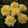 'Abbeyfield Gold' Hybrid Tea Rose -Green Plant Shop KORquelda Abbeyfield Gold 23 97f975d7 6407 44ab b9d9 6c442e522514