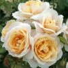 'Champagne Moment' Floribunda Rose -Green Plant Shop KORvanaber Champagne Moment 50f9e857 6b7c 4b1d 8f50 2ac0b2380701
